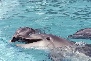 Marine Mammals Photography Prints: Bottlenose Dolphins