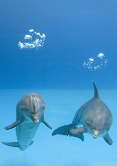 Bottlenose dolphins - two blowing air bubbles Bottlenose dolphins - two blowing air bubbles