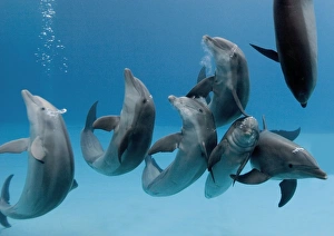 Bottlenose dolphins - group playing / dancing underwater Bottlenose dolphins - group playing / dancing underwater