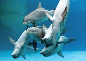Bottlenose dolphins - group playing underwater Bottlenose dolphins - group playing underwater