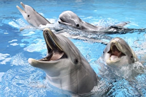 Bottlenose Dolphins - with mouths open above surface - Rissos Dolphin (Grampus griseus) in background Bottlenose Dolphins - with mouths open above surface - Rissos Dolphin (Grampus griseus) in background