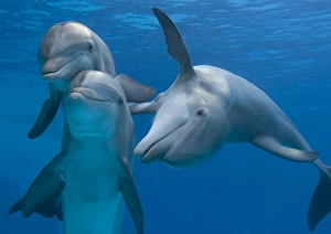 Bottlenose dolphins - playing underwater Bottlenose dolphins - playing underwater