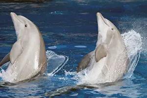 Marine Mammal Pictures Prints: Bottlenose Dolphins - Preparing to jump