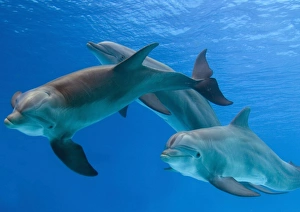 Bottlenose Dolphins - three underwater Bottlenose Dolphins - three underwater