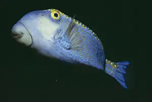 Indo Pacific Fish Species Prints: Box Fish Indo Pacific