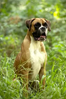 Boxer Dog LA-712 Uncropped Ears Print