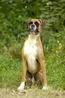 Boxer Dog LA-714 Print
