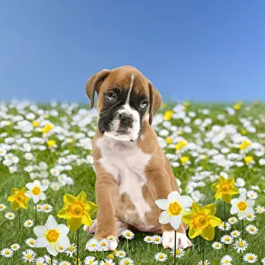 Boxer Dog puppy in spring flowers, daisies and daffodils Date: 05-Apr-05 Boxer Dog puppy in spring flowers, daisies and daffodils Date: 05-Apr-05