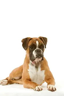 Boxer Lying Down Print