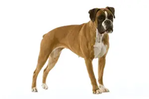 Personal Display Art Prints: Boxer - standing