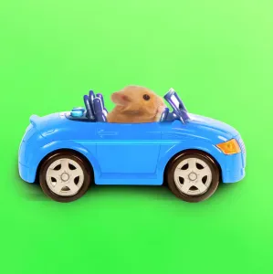 Prints of LA-3728-m5 Hamster driving miniature sports convertible car Jean-Michel Labat Please note that prints are for personal display purposes only and may not be reproduced in any way. Calomyscidae Prints: Hamster in a Miniature Sports Car Print, Boy's Bedroom Scene