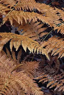 Autumn Plant Life Prints: Bracken - Autumn patterns