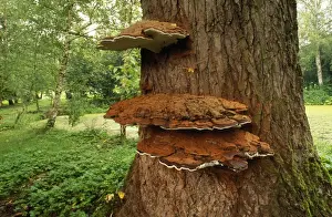 Bracket Fungus Prints: Bracket Fungus