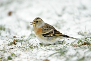 Brambling - female feeding on ground in winter snow Brambling - female feeding on ground in winter snow