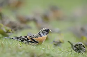 Finch Wildlife Photography Prints: Brambling - on ground