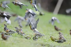 Garden Wildlife Photos Prints: Brambling - on ground and in flight