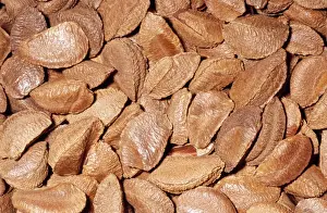 South American Nuts Prints: Brazil Nuts - in shell Native to Anazon River Basin