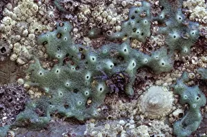 Halichondria panicea Print