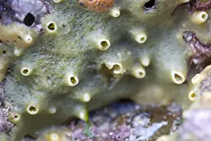 Sponge Prints: Halichondria panicea Print - Cornwall, UK DAC-594