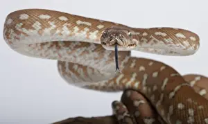Bredl Python - Intimidation Posture Print, Australia