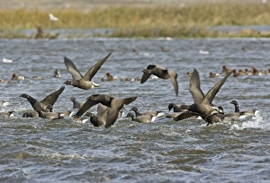 Brent Goose - Flying swimming over flooded marshland by salt water Brent Goose - Flying swimming over flooded marshland by salt water
