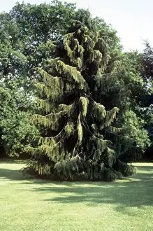 Evergreen Trees Prints: Brewer Spruce