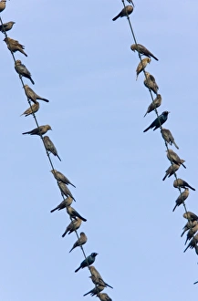 Brewers Blackbirds - mainly immatures gathered on telephone wire, winter Brewers Blackbirds - mainly immatures gathered on telephone wire, winter