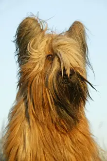 Jean Michel Labat Photographer Prints: Briard