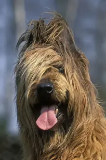 Briard Big Hair Dog Breed Reproduction Cycle Female Dog Dogs To
