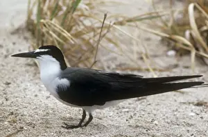 Personal Use Prints Only Prints: Bridled Tern
