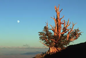 BRISTLECONE PINE - with full moon BRISTLECONE PINE - with full moon