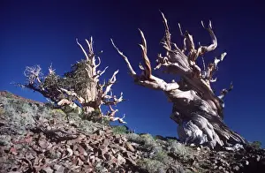 Ancient Trees Prints: BRISTLECONE PINES