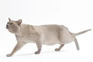 British Burmese Cat Studio Print