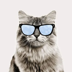British longhair black golden shaded Cat, smiling wearing sun glasses Date: 30-May-13 British longhair black golden shaded Cat, smiling wearing sun glasses Date: 30-May-13
