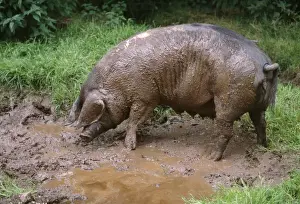 John Daniels Artwork Prints: British Saddleback Pig