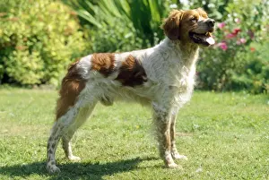 Brittany Dog Print - Standing Side On