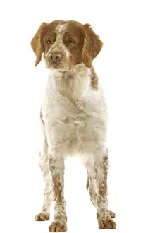 Dog Prints For Sale Prints: Brittany Spaniel