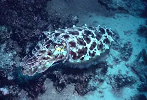 Sepia Latimanus Prints: Broadclub Cuttlefish - This cuttlefish changes colour and shape constantly