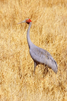 Brolga Crane - adult Brolga in dried-up grassland foraging Brolga Crane - adult Brolga in dried-up grassland foraging