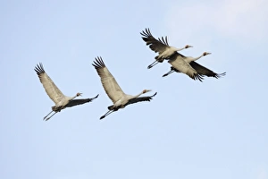 Brolga - flock in flight - official bird emblem of the state of Queensland Brolga - flock in flight - official bird emblem of the state of Queensland