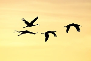 Brolga - silhouette of flock in flight - official bird emblem of the state of Queensland Brolga - silhouette of flock in flight - official bird emblem of the state of Queensland