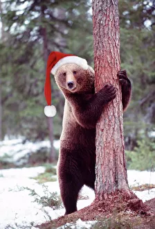 Brown Bear - hugging tree, wearing Christmas hat Brown Bear - hugging tree, wearing Christmas hat