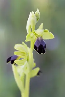 Soft Focus Flowers Prints: Brown Bee Orchid