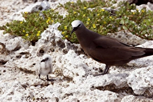 Brown Booby - adult with chick Brown Booby - adult with chick