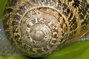 Brown Common Garden Snail - Close-up of shell showing striking spiral Brown Common Garden Snail - Close-up of shell showing striking spiral