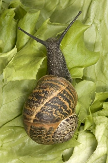 Brown Common Garden Snail - Crawling on lettuce seen from above Brown Common Garden Snail - Crawling on lettuce seen from above