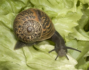 Brown Common Garden Snail - Side view with perfect shell, on lettuce Brown Common Garden Snail - Side view with perfect shell, on lettuce