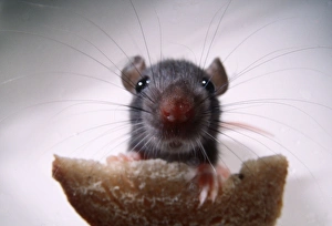 BROWN / COMMON / NORWAY RAT- Front view of young rat eating brea BROWN / COMMON / NORWAY RAT- Front view of young rat eating brea
