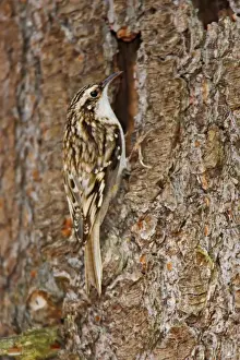 Brown Creeper Print (Certhia americana)