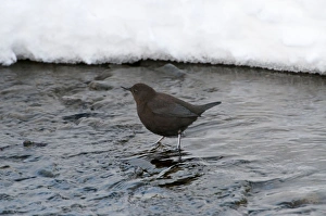 Brown Dipper - standing in water - snow in background Brown Dipper - standing in water - snow in background